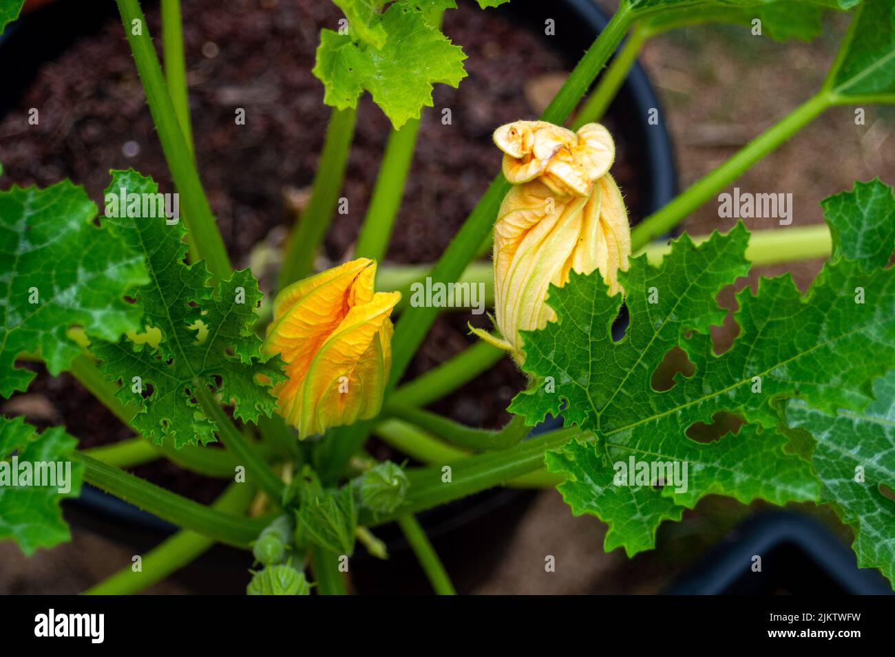 Slough, Berkshire, UK. 3rd August, 2022. A courgette plant is kept