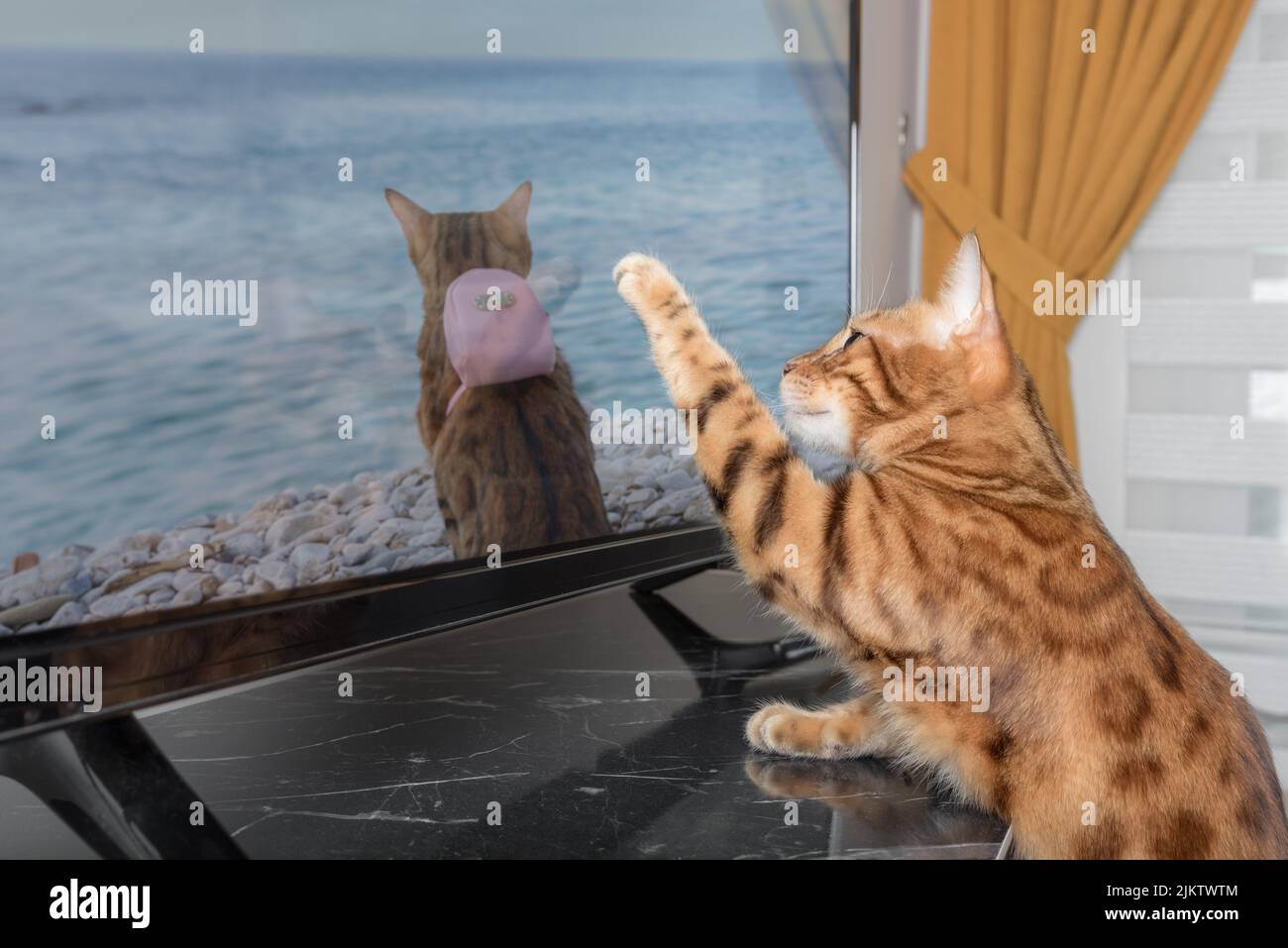A beautiful Bengal cat is watching TV in the living room. Stock Photo
