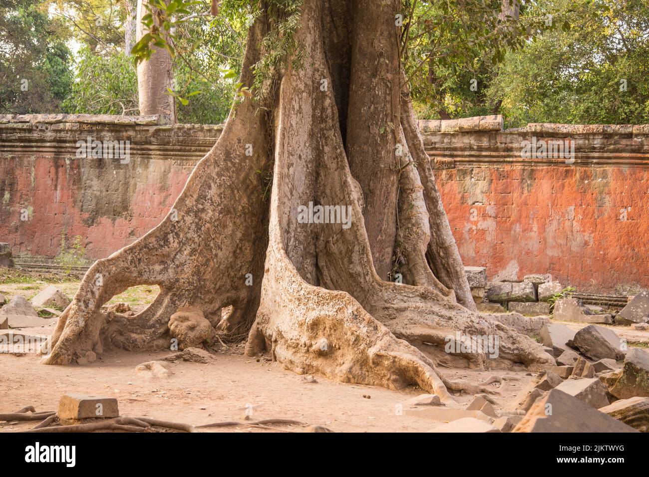 A closeup shot of a tree with weird roots near the Angkor Wat Temple in Cambodia Stock Photo