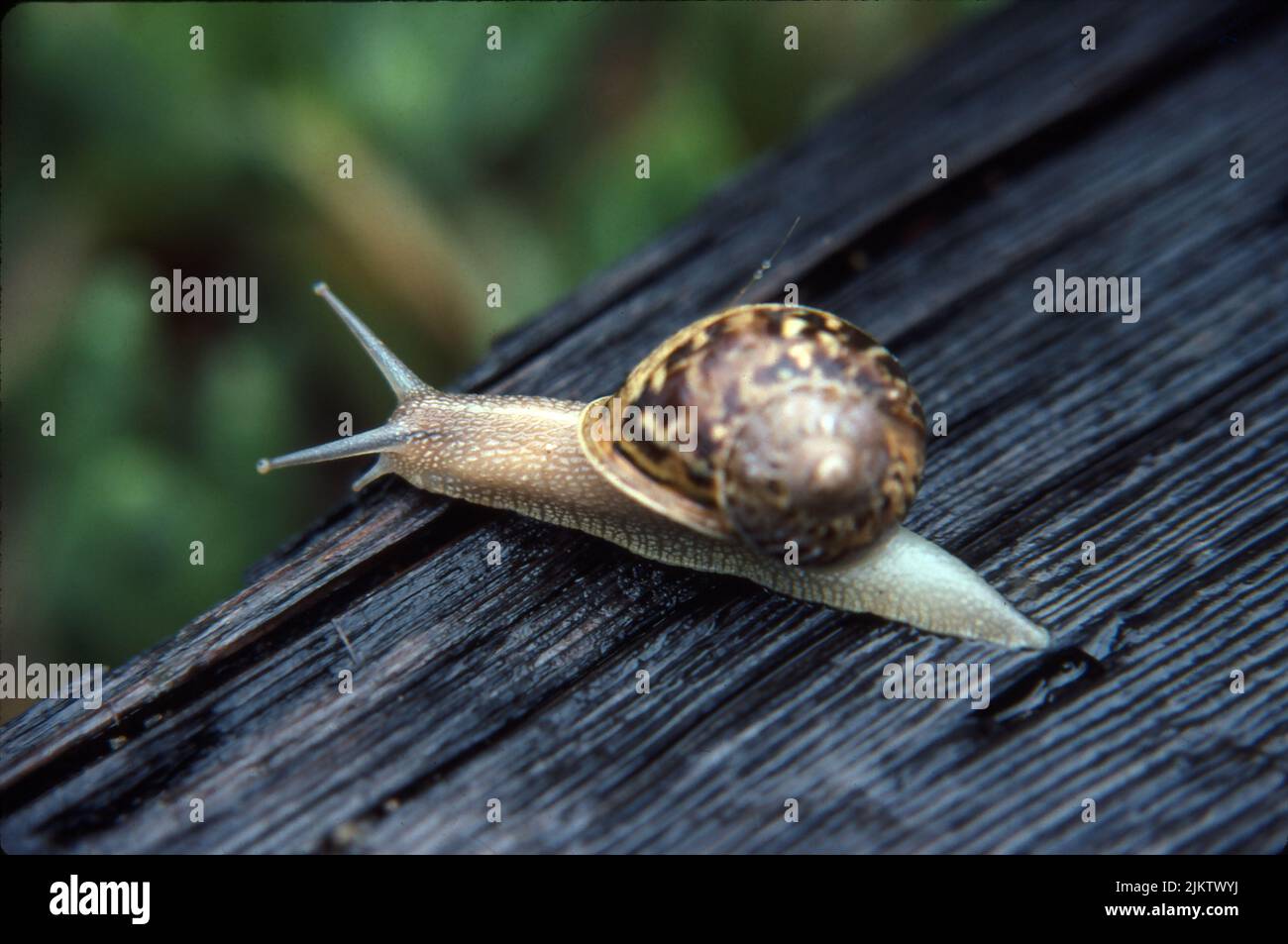 A closeup of a Garden Snail (Cornu Asperum) on a wooden surface Stock Photo