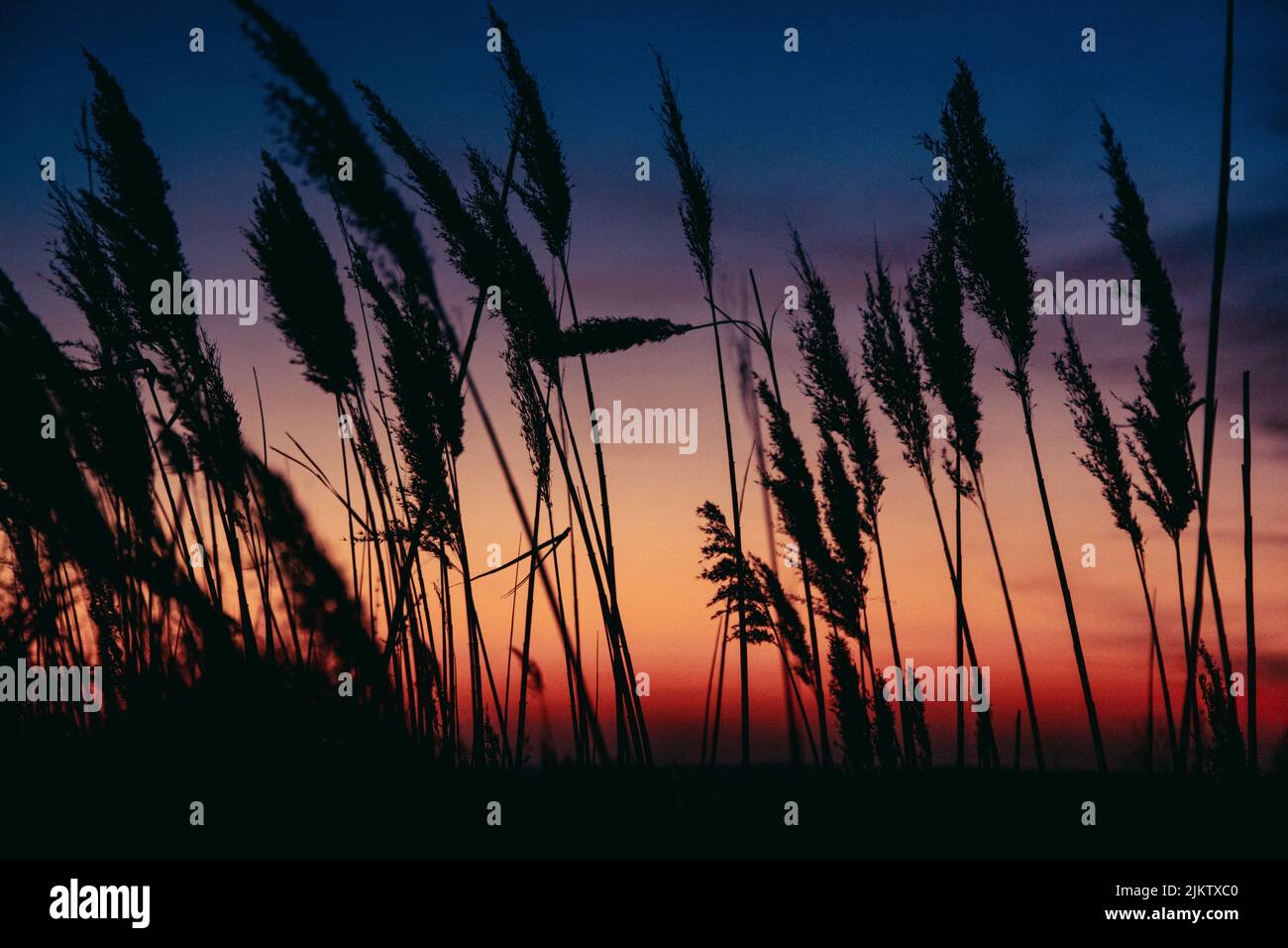 Lush grass silhouette against a colorful sunset sky Stock Photo