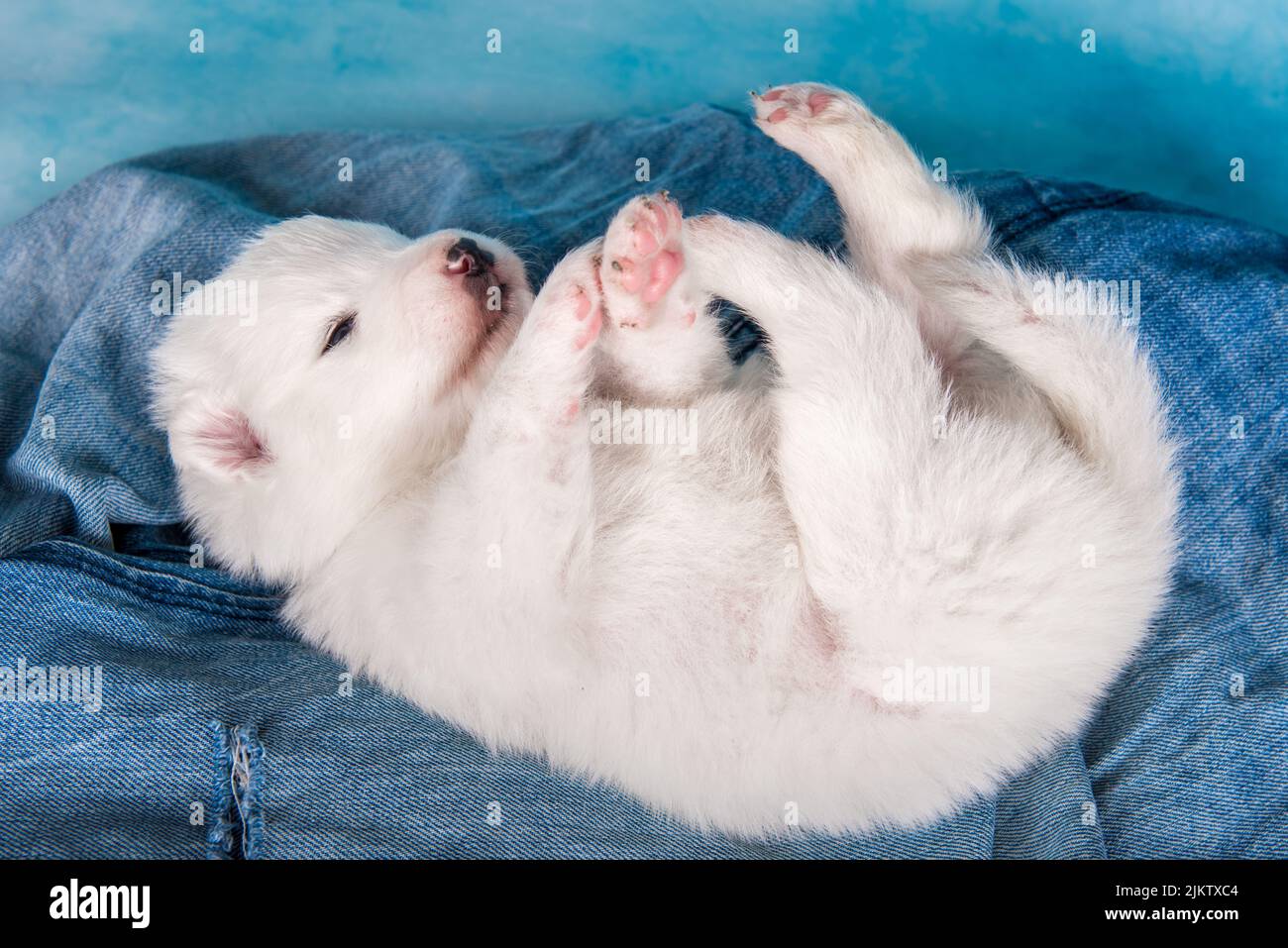 White fluffy small Samoyed puppy dog on blue jeans background Stock Photo