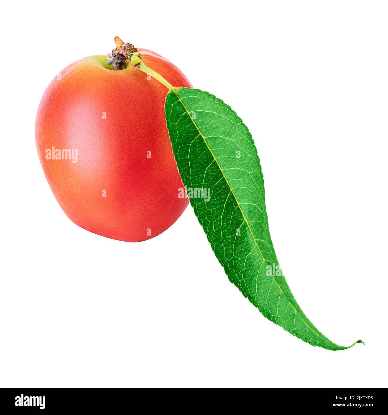One nectarine with leaves on a branch isolated by clipping paths on a white background. The concept of a summer harvest and ripe delicious fruits in n Stock Photo