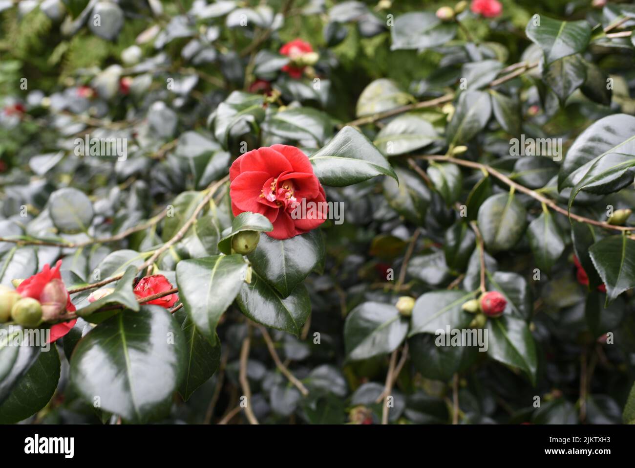 A selective of red camellia flower on a bush Stock Photo