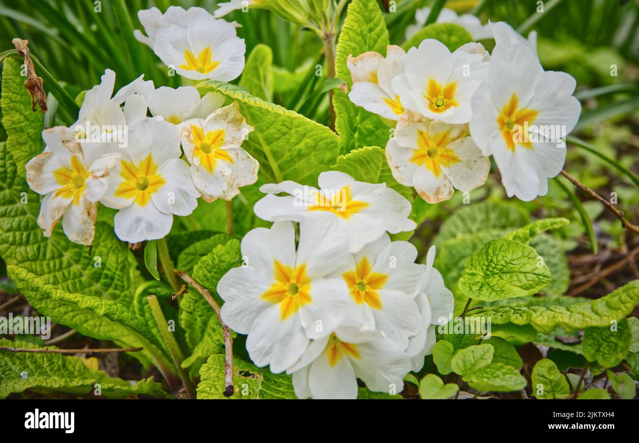 White primrose flowers in nature around Newark, Nottinghamshire, the UK