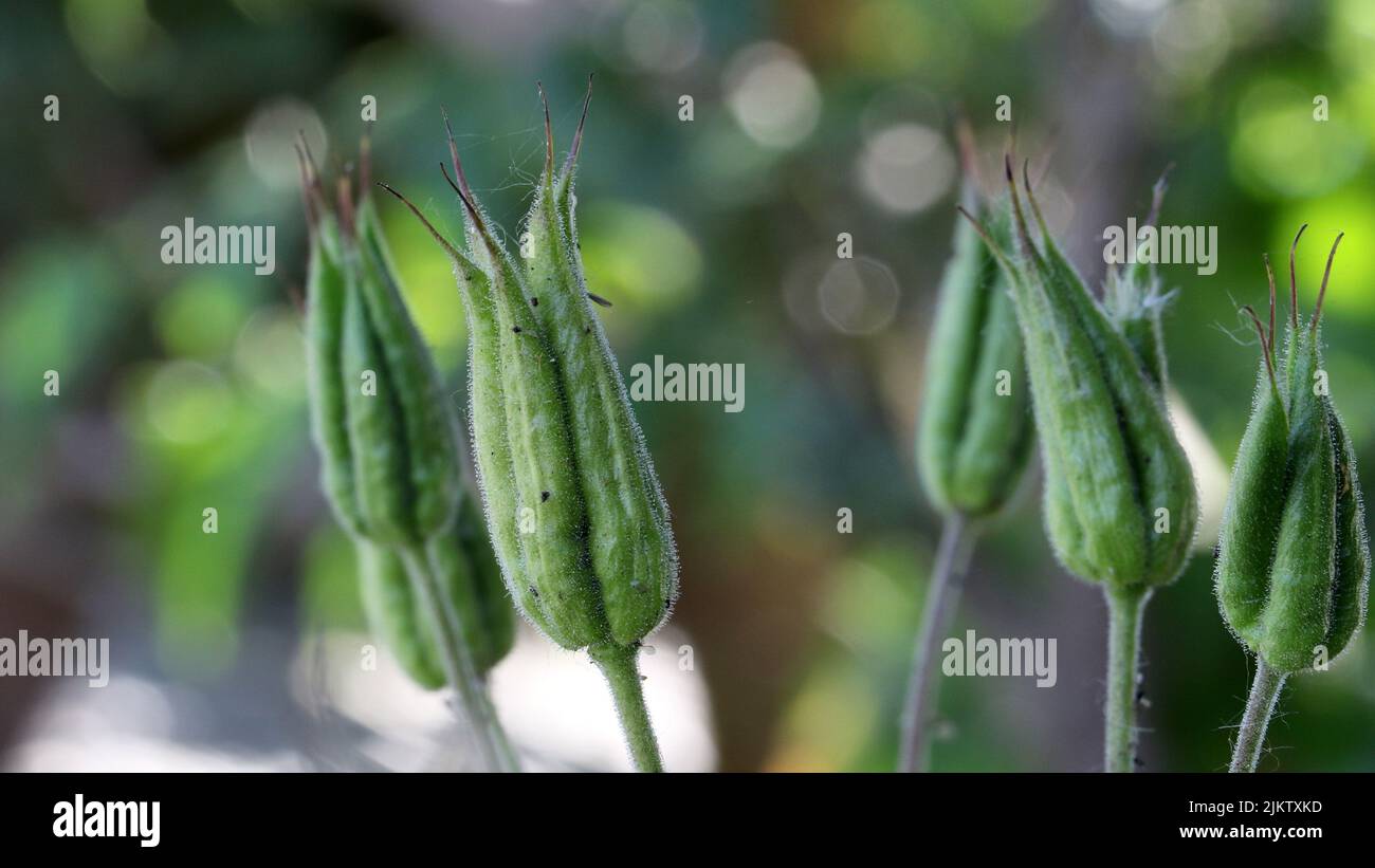 Spiky buds and stem hi-res stock photography and images - Alamy