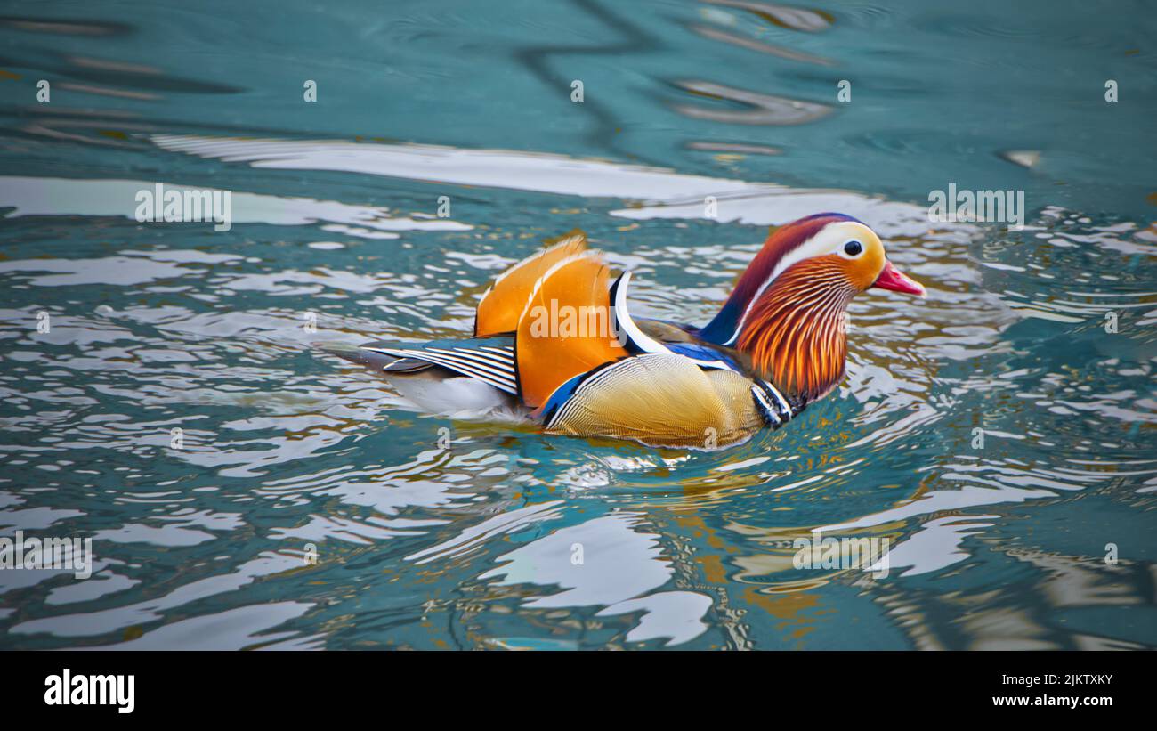 A mandarin duck in blue water swimming freely in Newark ...