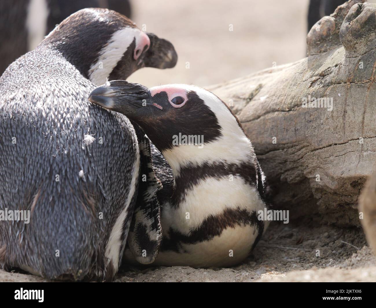 Two cute African penguins resting on a sunny day in the zoo Stock Photo
