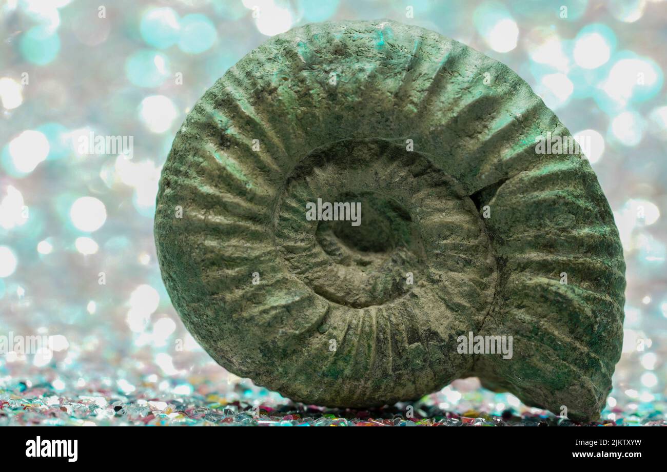 A closeup shot of an ammonite nautilus shell isolated on blurred bokeh background Stock Photo