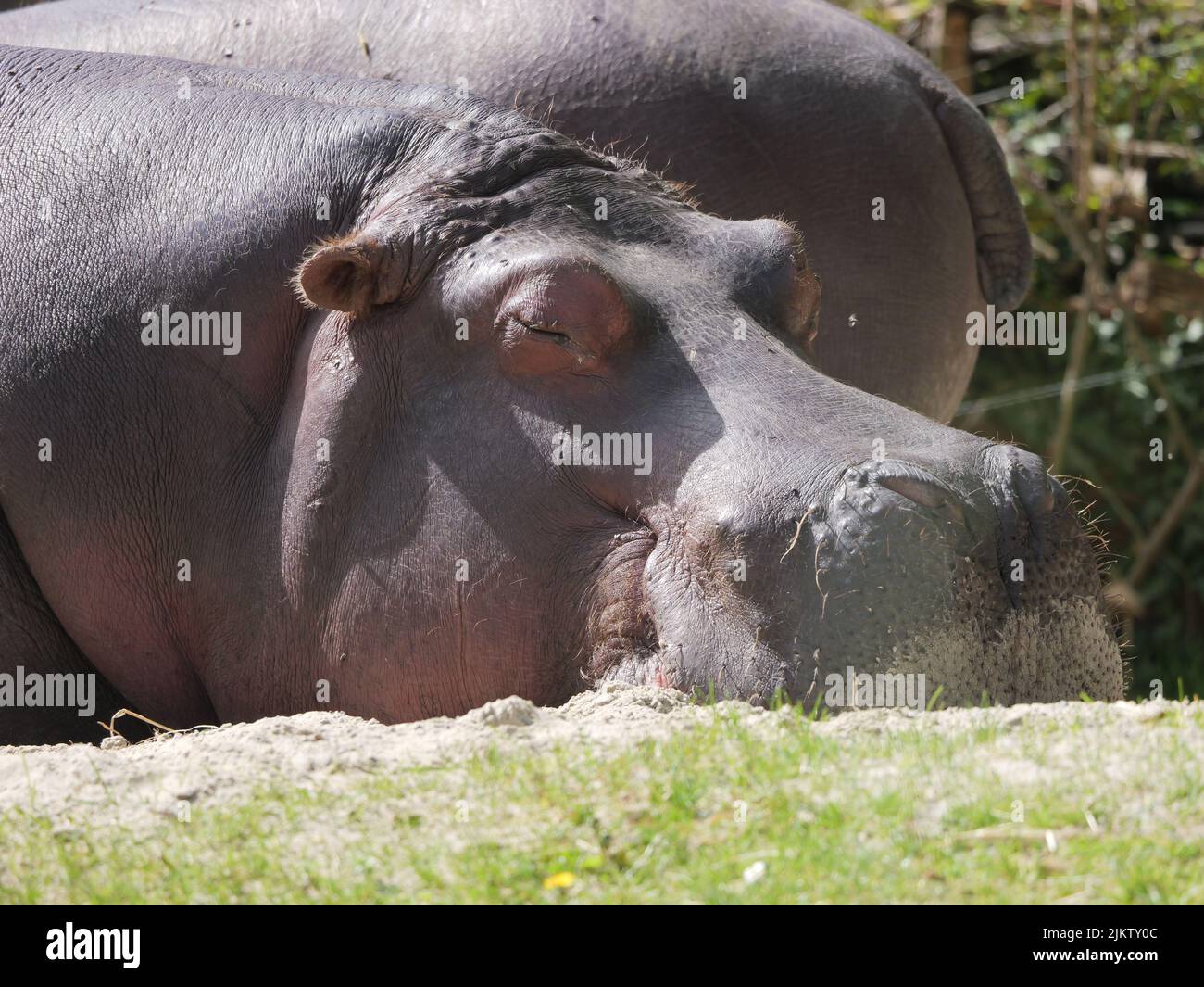 A cute hippopotamus sleeping on a sunny day Stock Photo