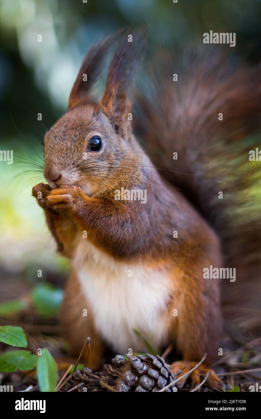 Cute squirrel gnawing nuts hi-res stock photography and images - Alamy