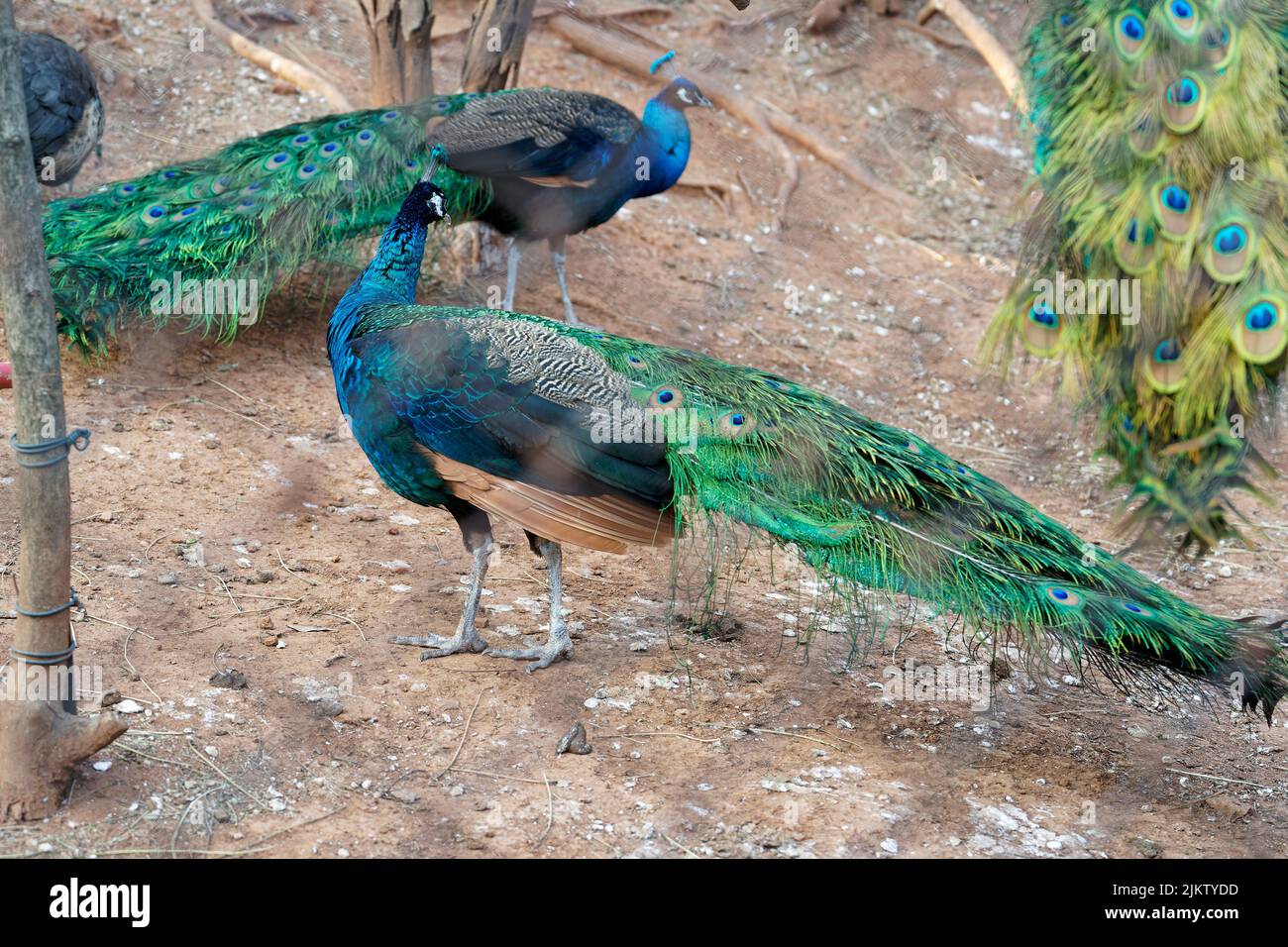 A closeup of Indian peafowls behind a metal fence Stock Photo