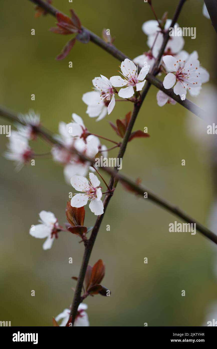 Close up shot cherry hi-res stock photography and images - Alamy