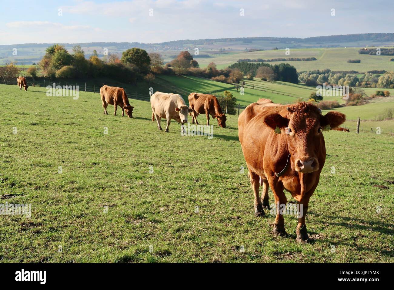 Grazing cows on sunny hi-res stock photography and images - Alamy