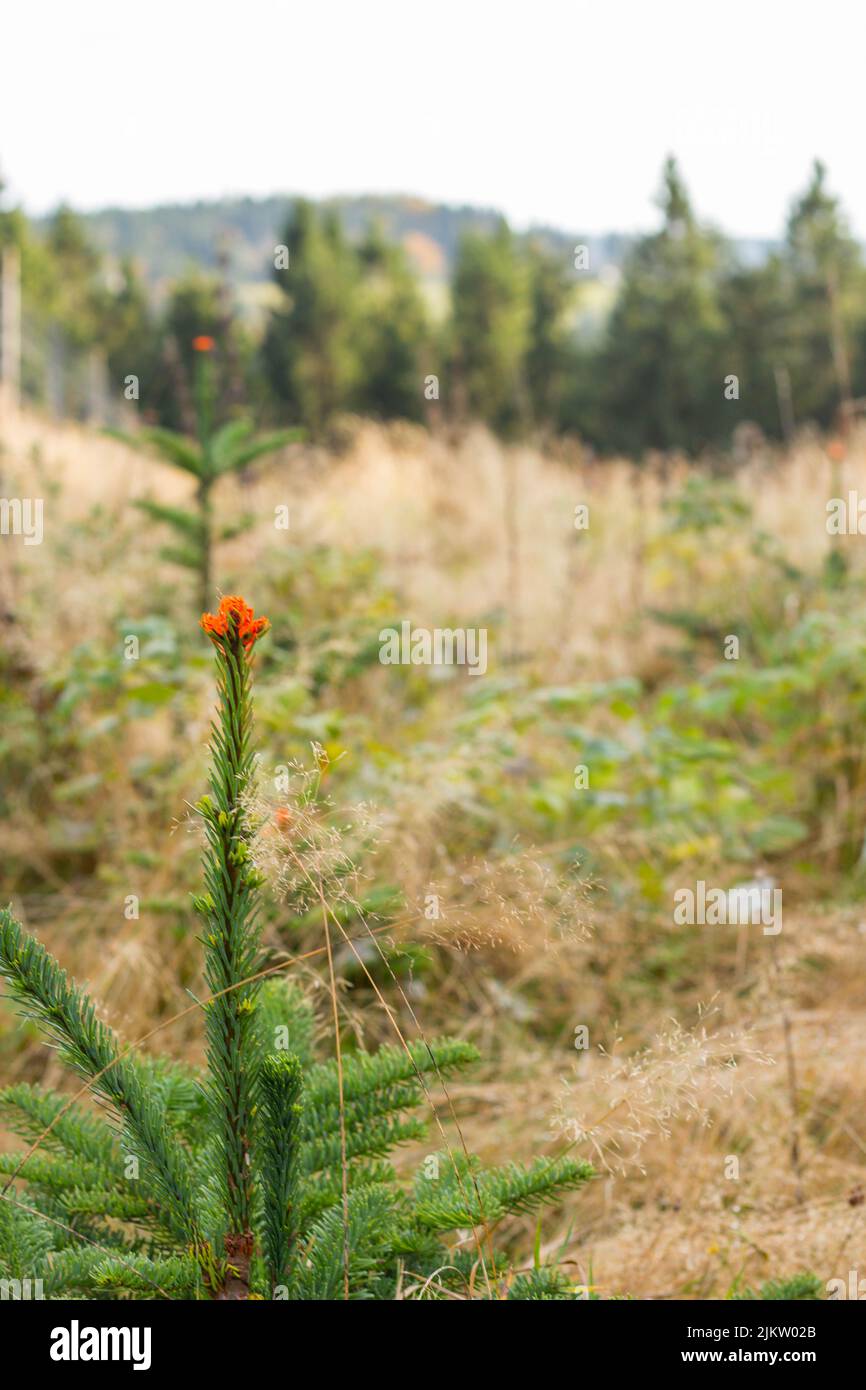 A selective focus shot of an Ecuadorian Chuquiraga plant growing in the field on a sunny day with green leafed trees in the blurred background Stock Photo