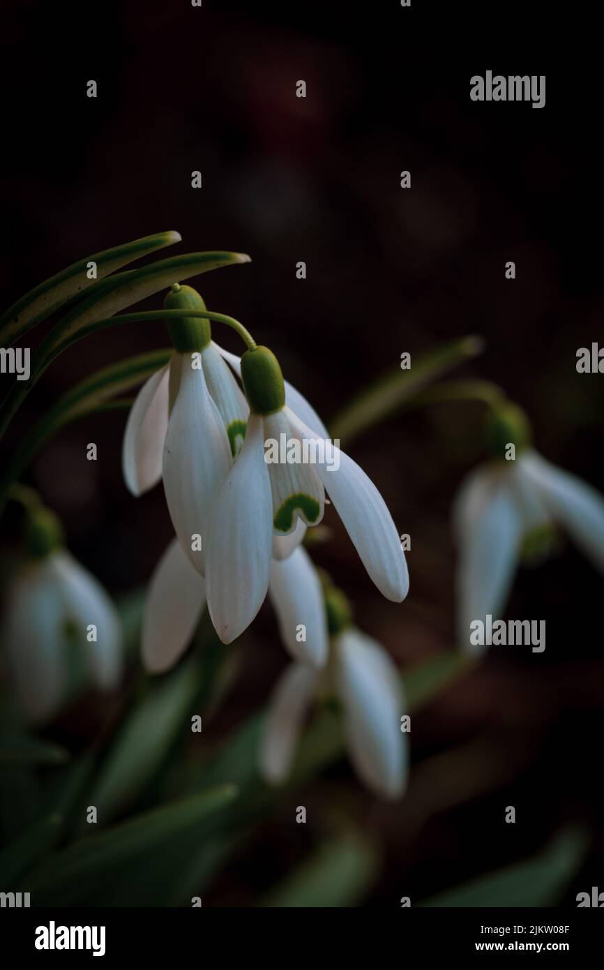 Snowdrop Wallpaper Hi Res Stock Photography And Images Alamy