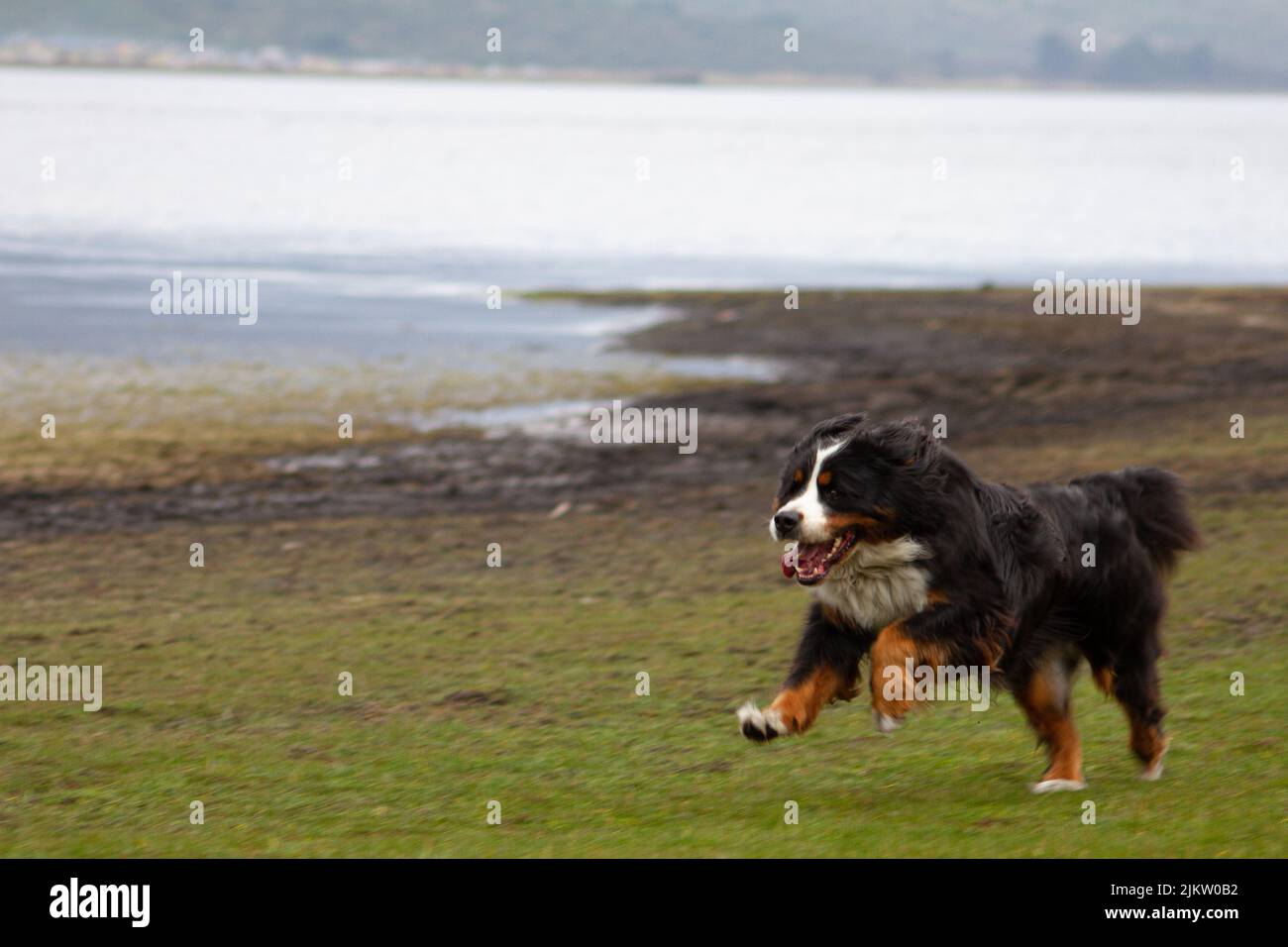 A scenic view of a cute, fluffy dog running in the meadow Stock Photo