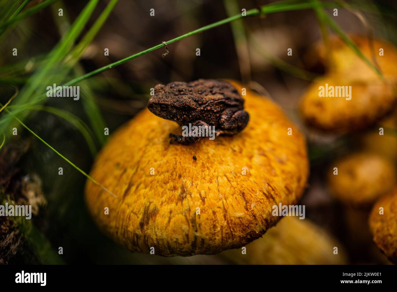 Oreophrynella nigra hires stock photography and images Alamy