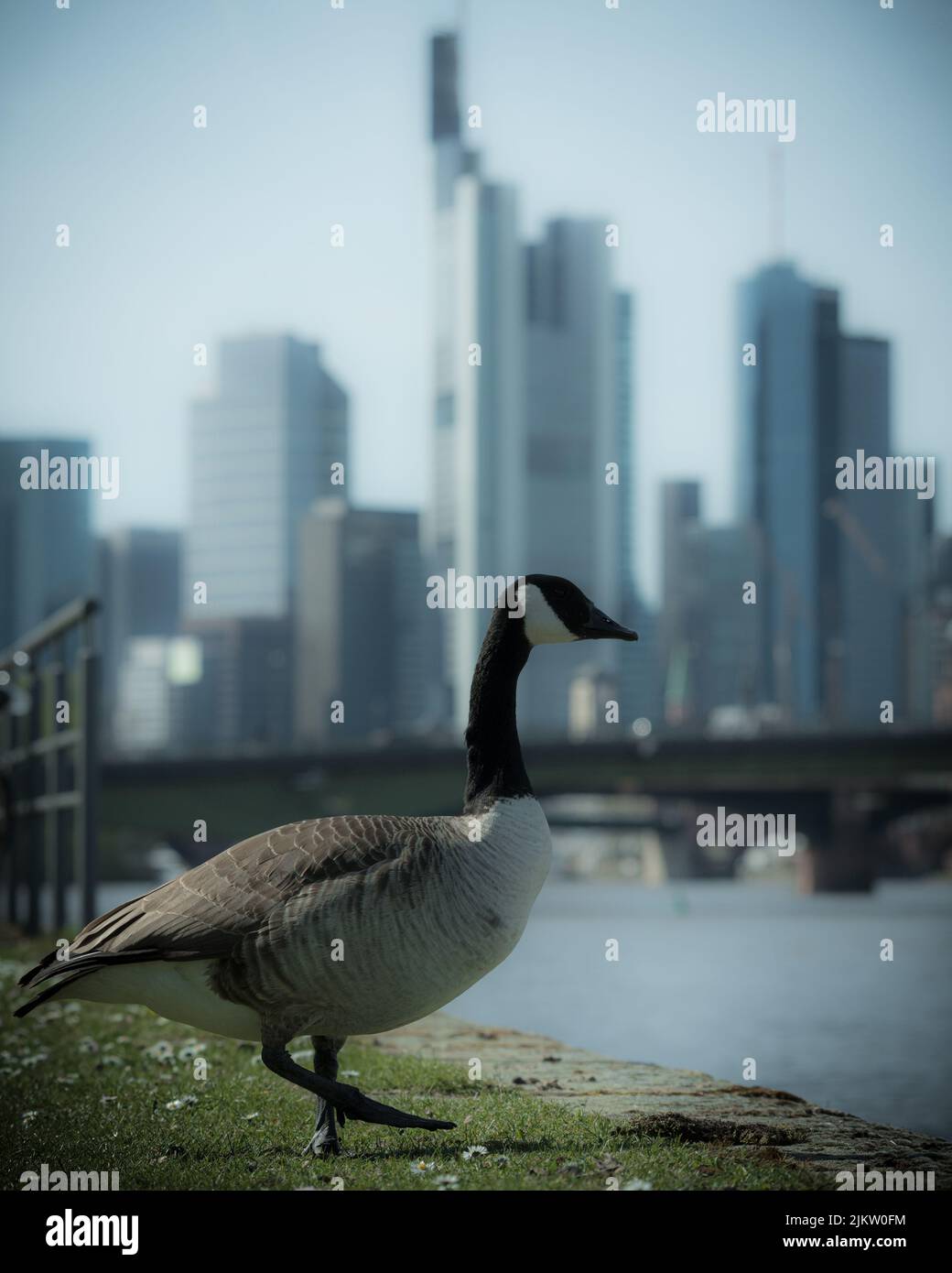 A vertical shot of a Canada goose (Branta canadensis) perched on the bank of the river in Frankfurt Stock Photo