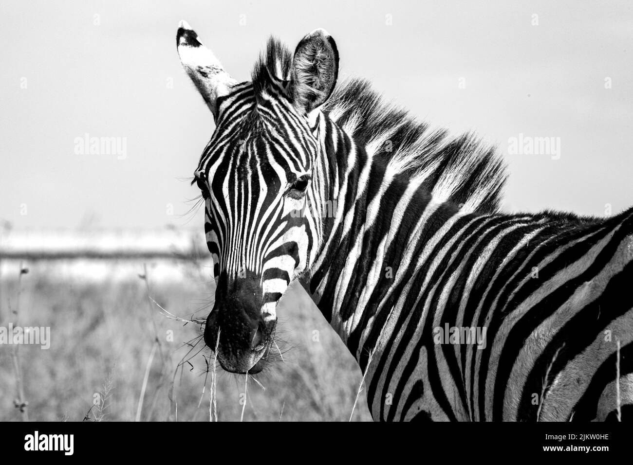 A grayscale closeup shot of a zebra in the field of the Nairobi National Park, Kenya Stock Photo