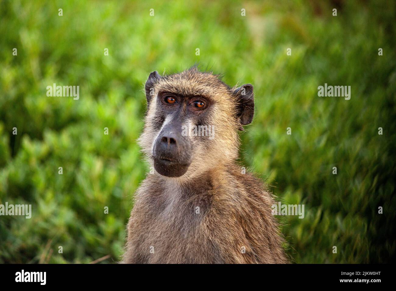 At sunset, many animals will seat calmly as vehicles on game drives pass by like this baboon Stock Photo