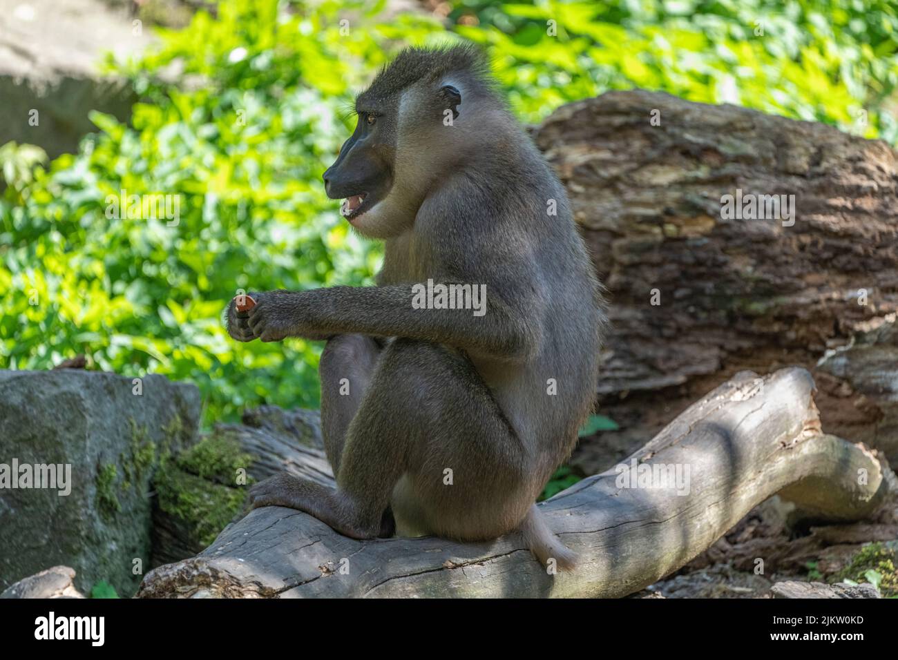 The drill is a short-tailed monkey Stock Photo