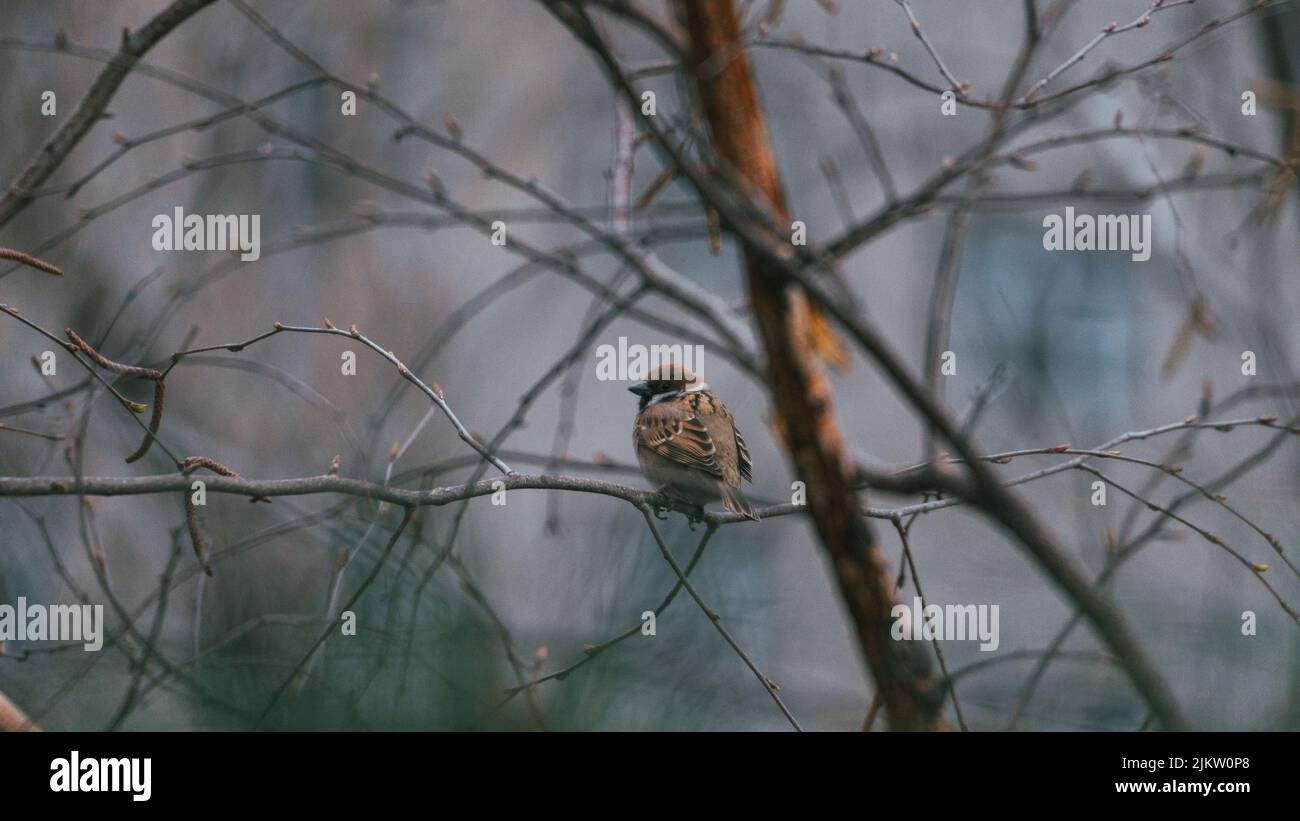 A beautiful shot of a sparrow on a branch of a tree in a forest Stock Photo