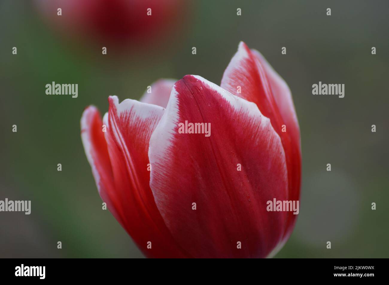 A macro shot of details of a red Garden tulip flower with blurred green leaves in the field Stock Photo