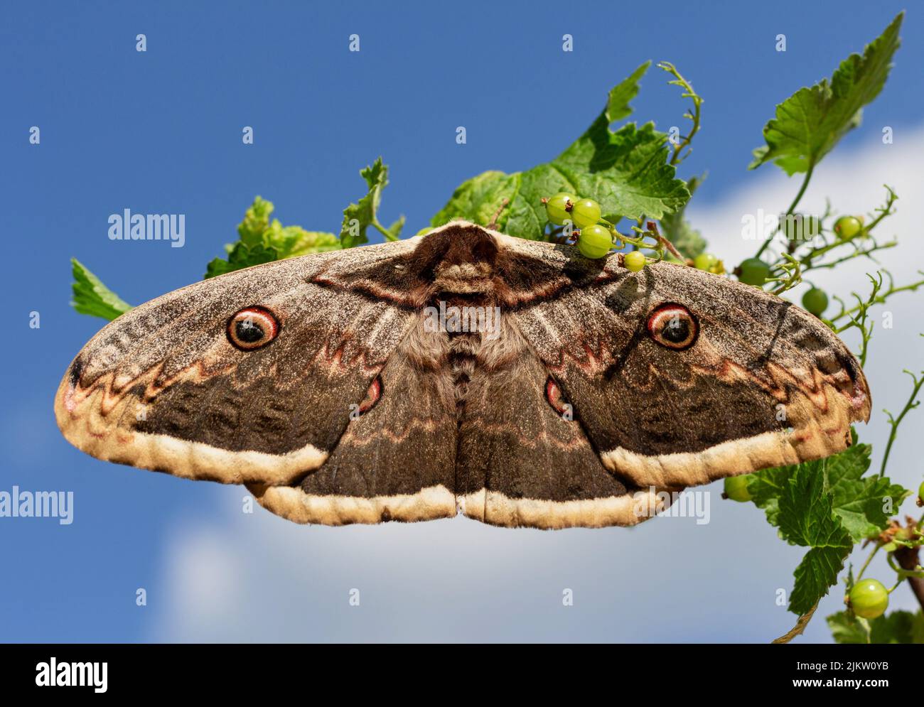 The giant peacock moth or great peacock moth, giant emperor moth or Viennese emperor (Saturnia pyri) resting on a currant branch Stock Photo