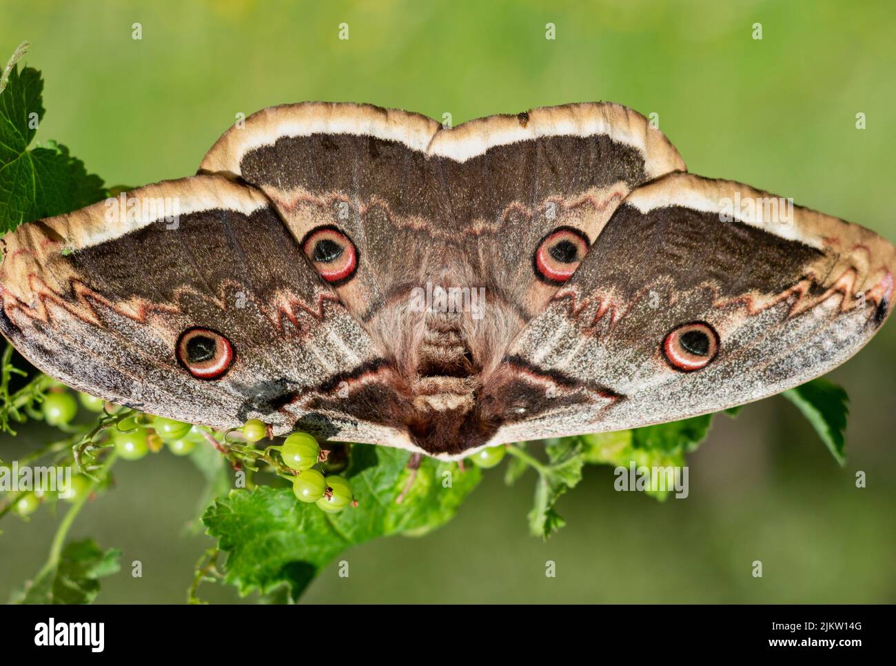 The giant peacock moth or great peacock moth, giant emperor moth or Viennese emperor (Saturnia pyri) with big owl-like eyespots on all four wings Stock Photo