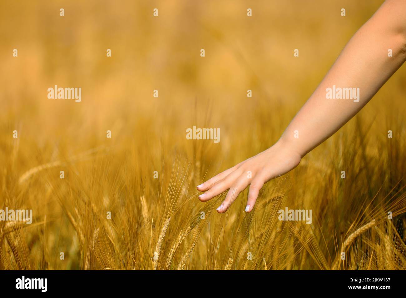 The hand of a walking girl touches the wheat growing in the field Stock ...