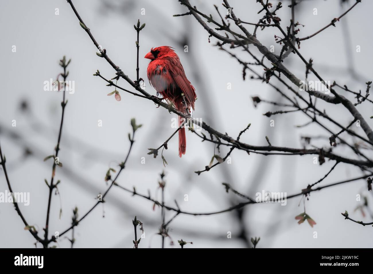 A shallow focus of a red cardinal (Cardinalis cardinalis) perched on the tree branch Stock Photo