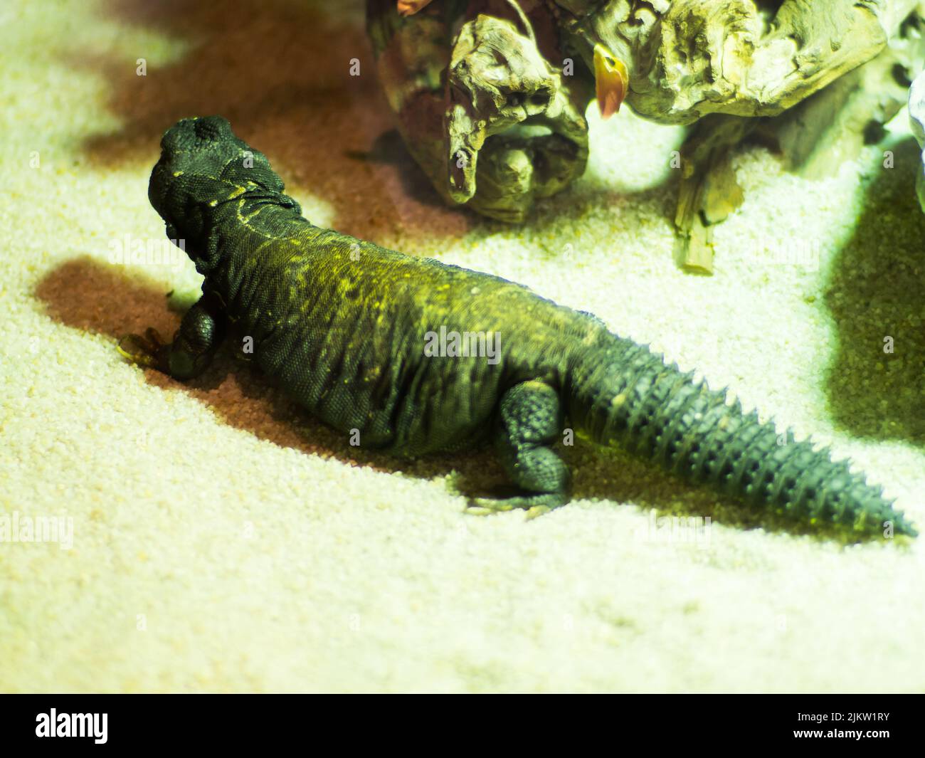 A closeup of a cute green Bell's dabb lizard looking to the side in an aquarium Stock Photo