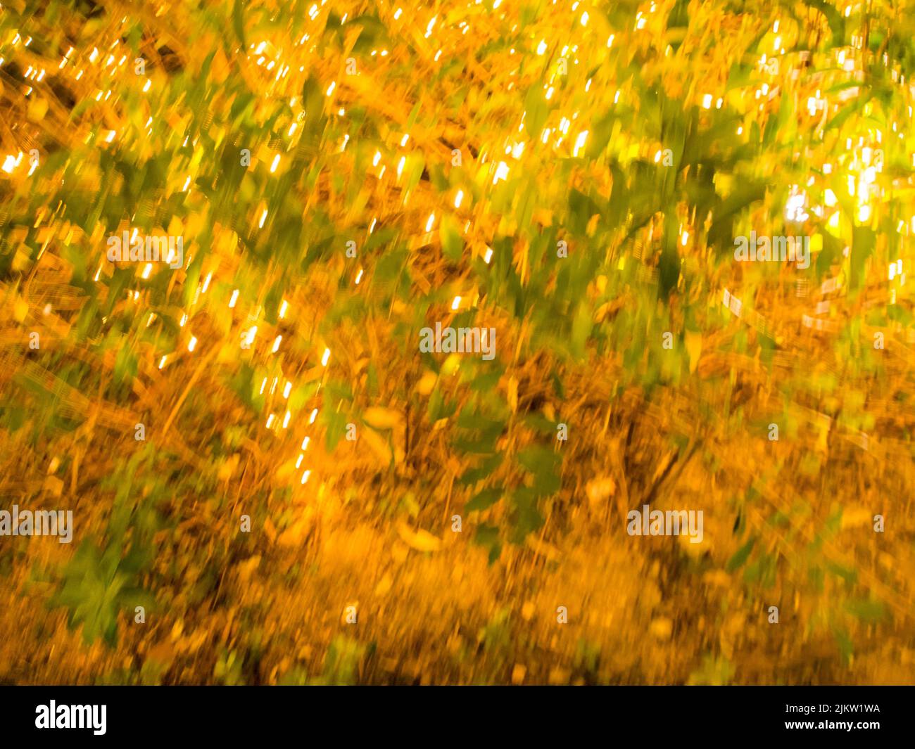 Green plants on a blurred bokeh yellow background Stock Photo