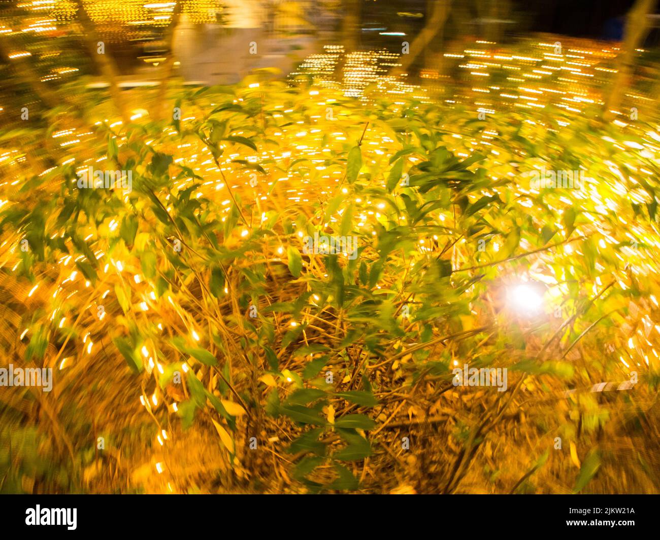 Green plants on a blurred bokeh yellow background Stock Photo