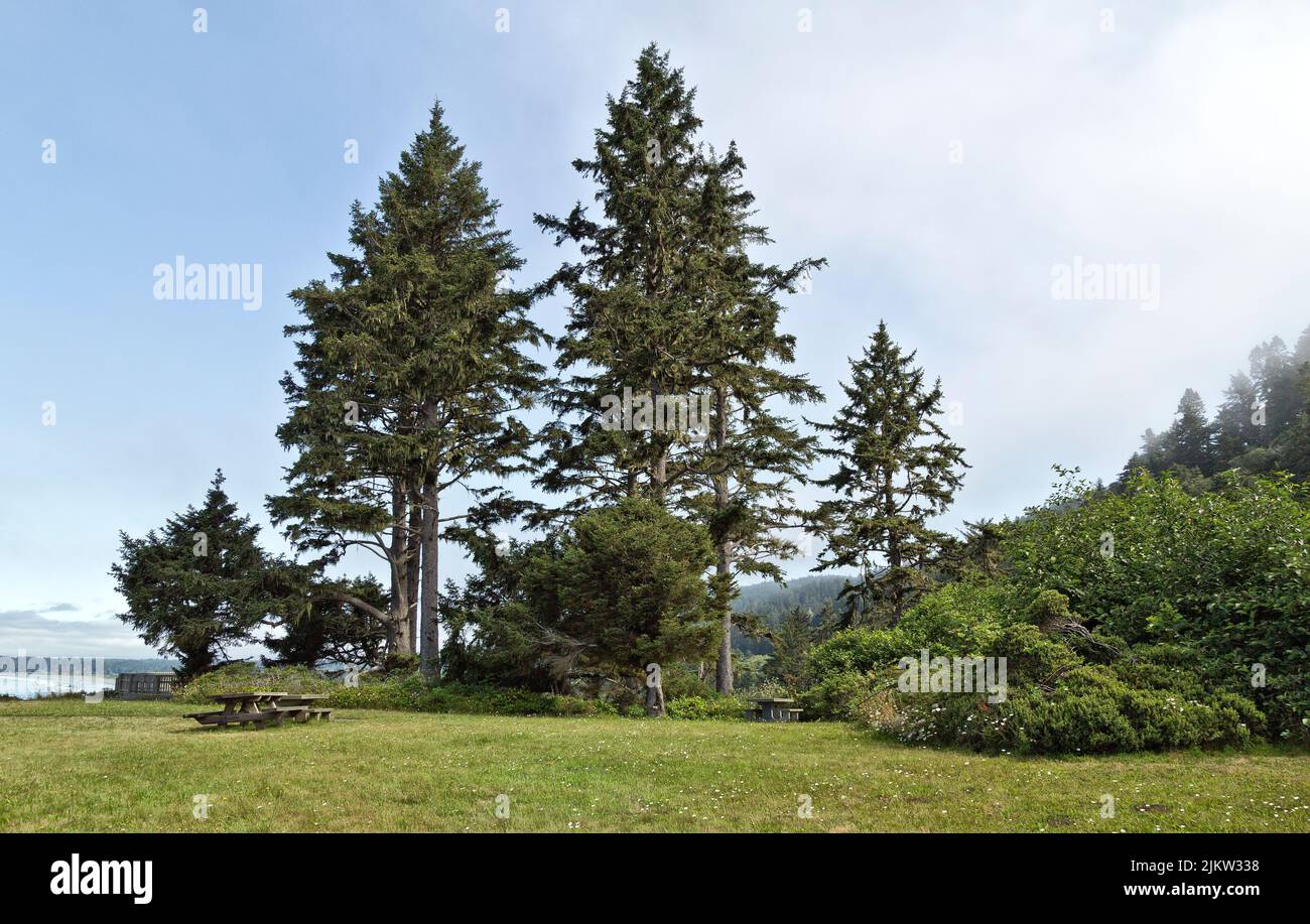 Sitka Spruce 'Picea sitchensis', coniferous, evergreen trees, edge of forest overlooking Pacific Ocean, Stock Photo