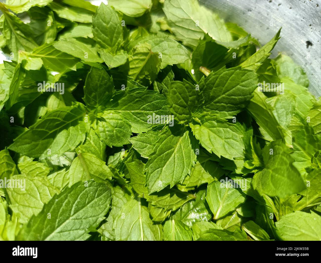 Menthol leaves hires stock photography and images Alamy