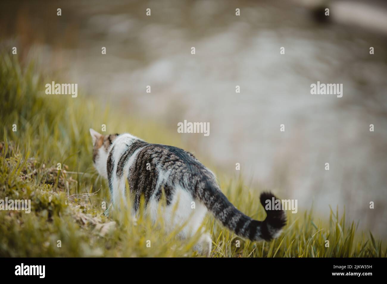 A brown and white cat walking in the park on a blurry background Stock ...