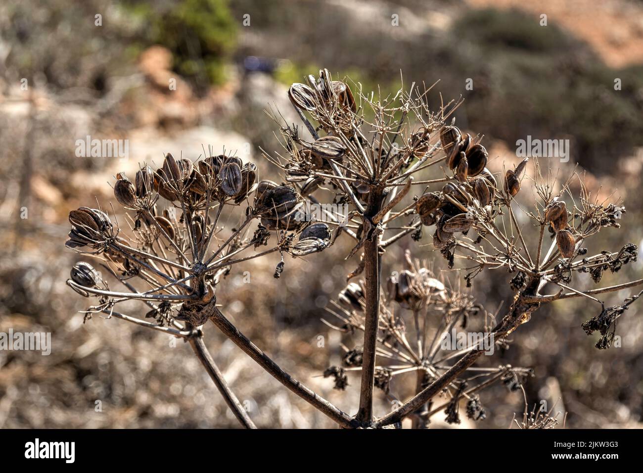 Flowers, already withered and dry but of great beauty. Stock Photo
