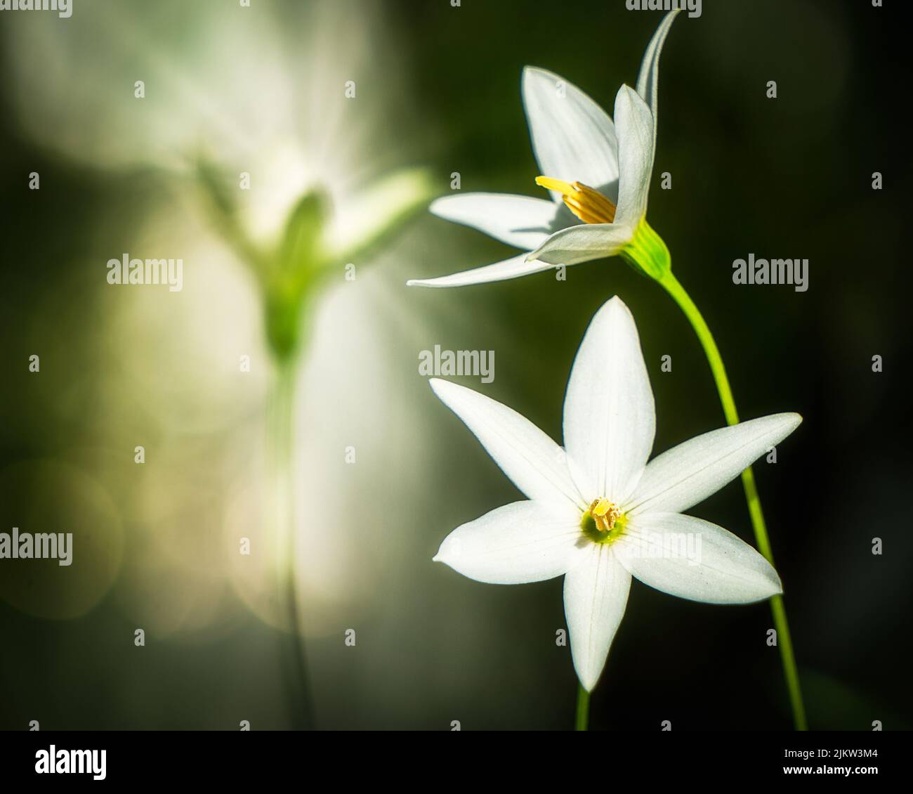 A closeup of white Ornithogalum flowers in a park Stock Photo