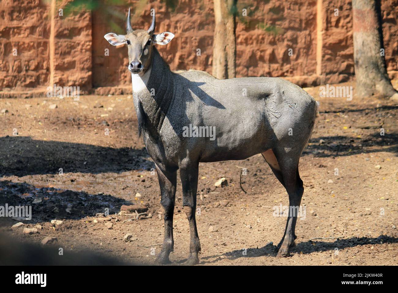 A nilgai standing in a zoo in a daylight Stock Photo