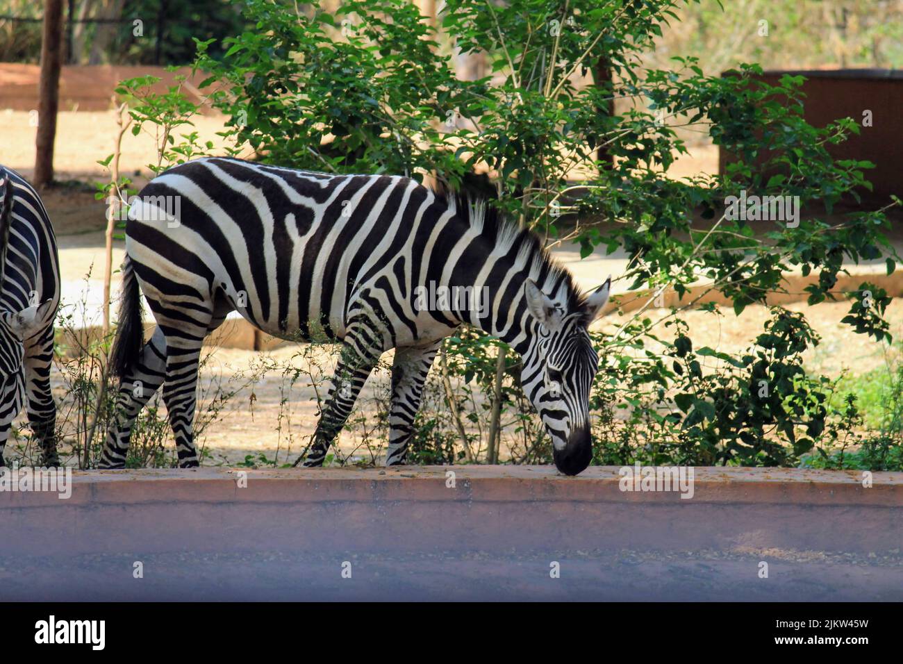A zebra with black and white stripes in a zoo in daylight Stock Photo