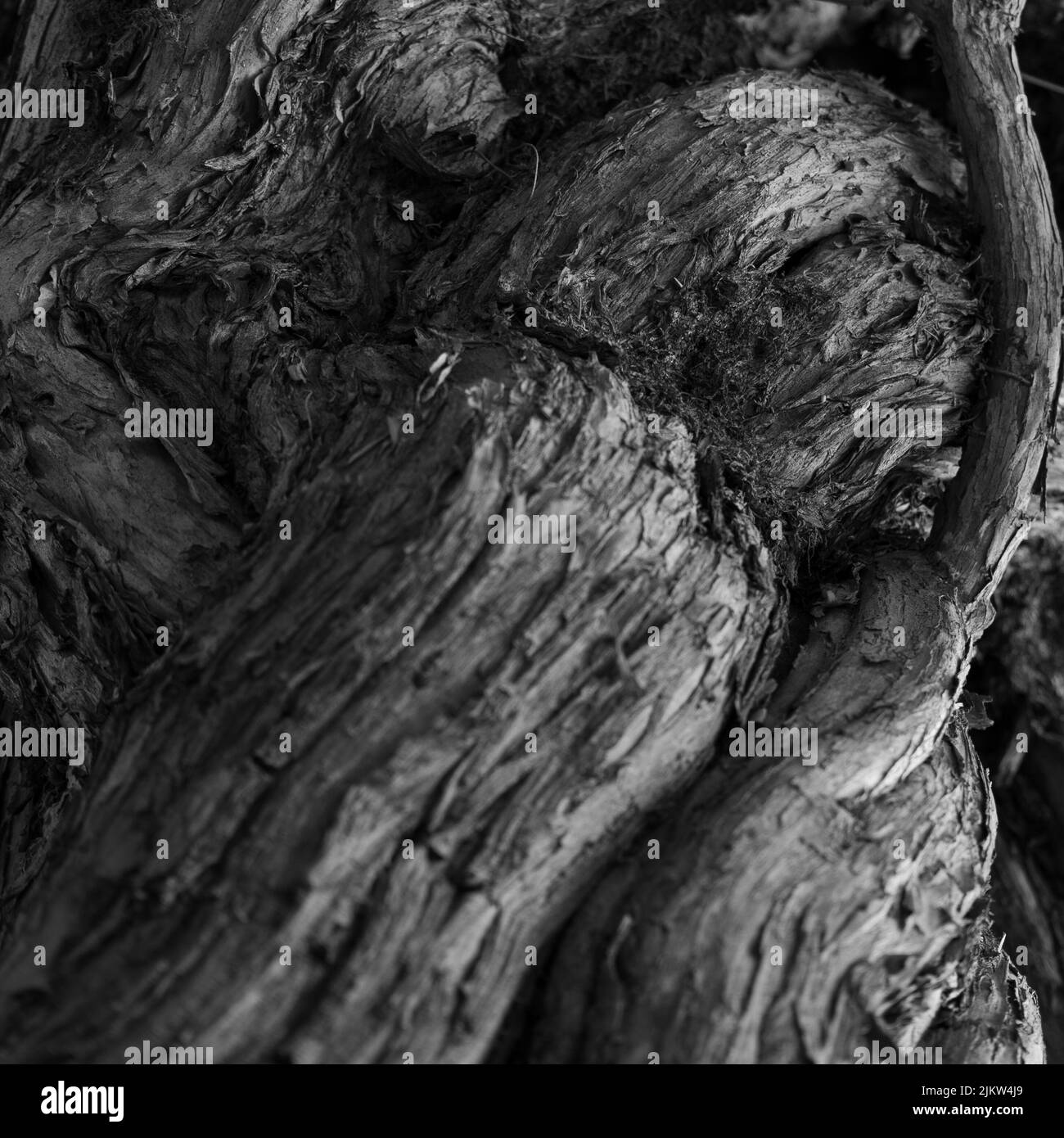 Old tree Black and White Stock Photos &amp; Images - Alamy