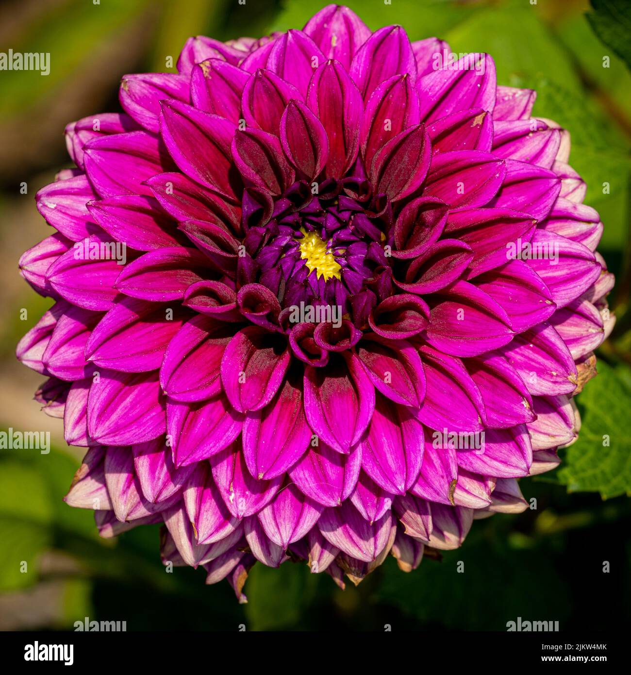 A selective focus shot of purple Dahlia Stock Photo