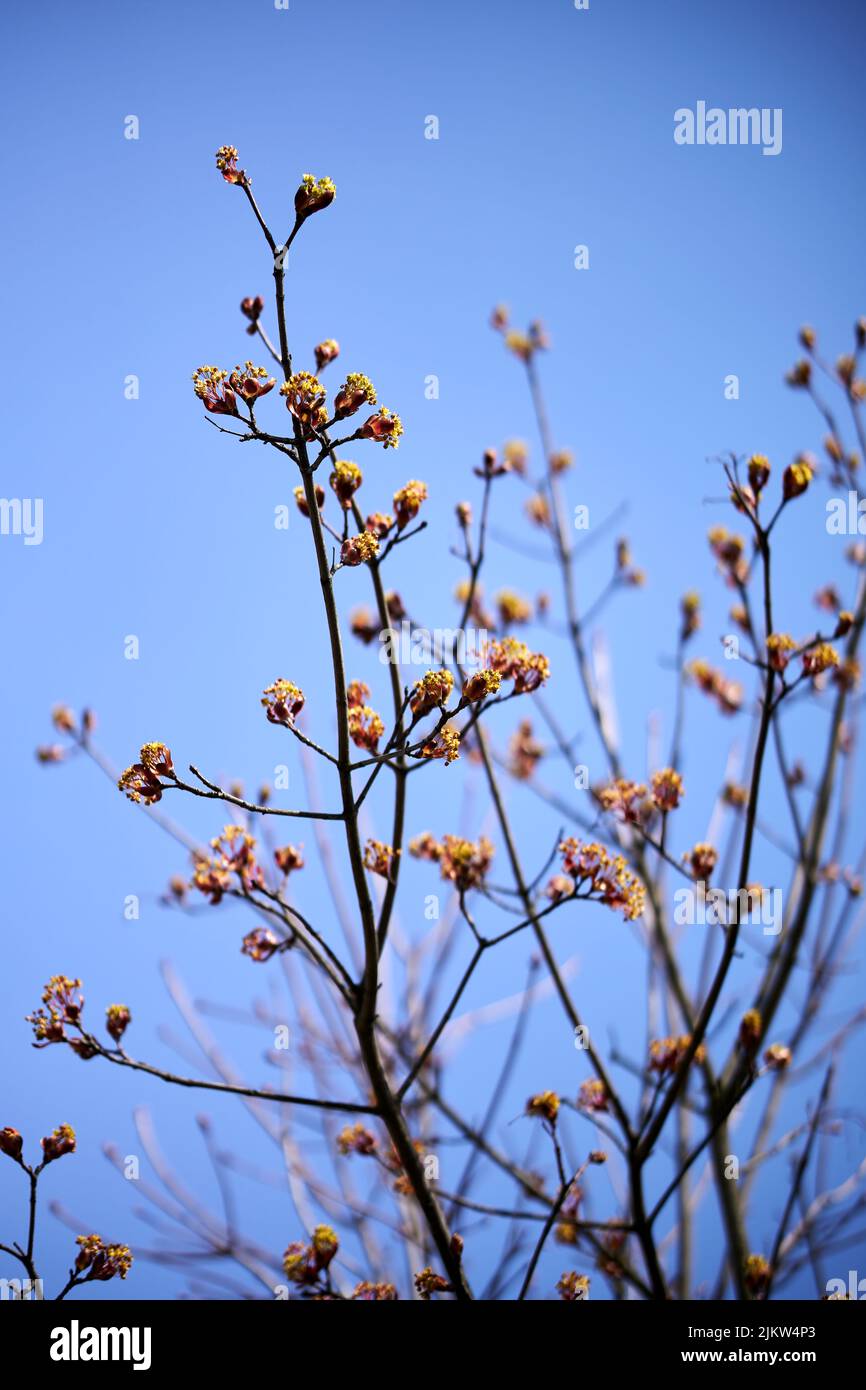 A beautiful shot of maple buds blooming under the blue sky Stock Photo ...