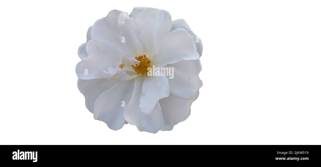 white blossom isolated on white Background Stock Photo - Alamy