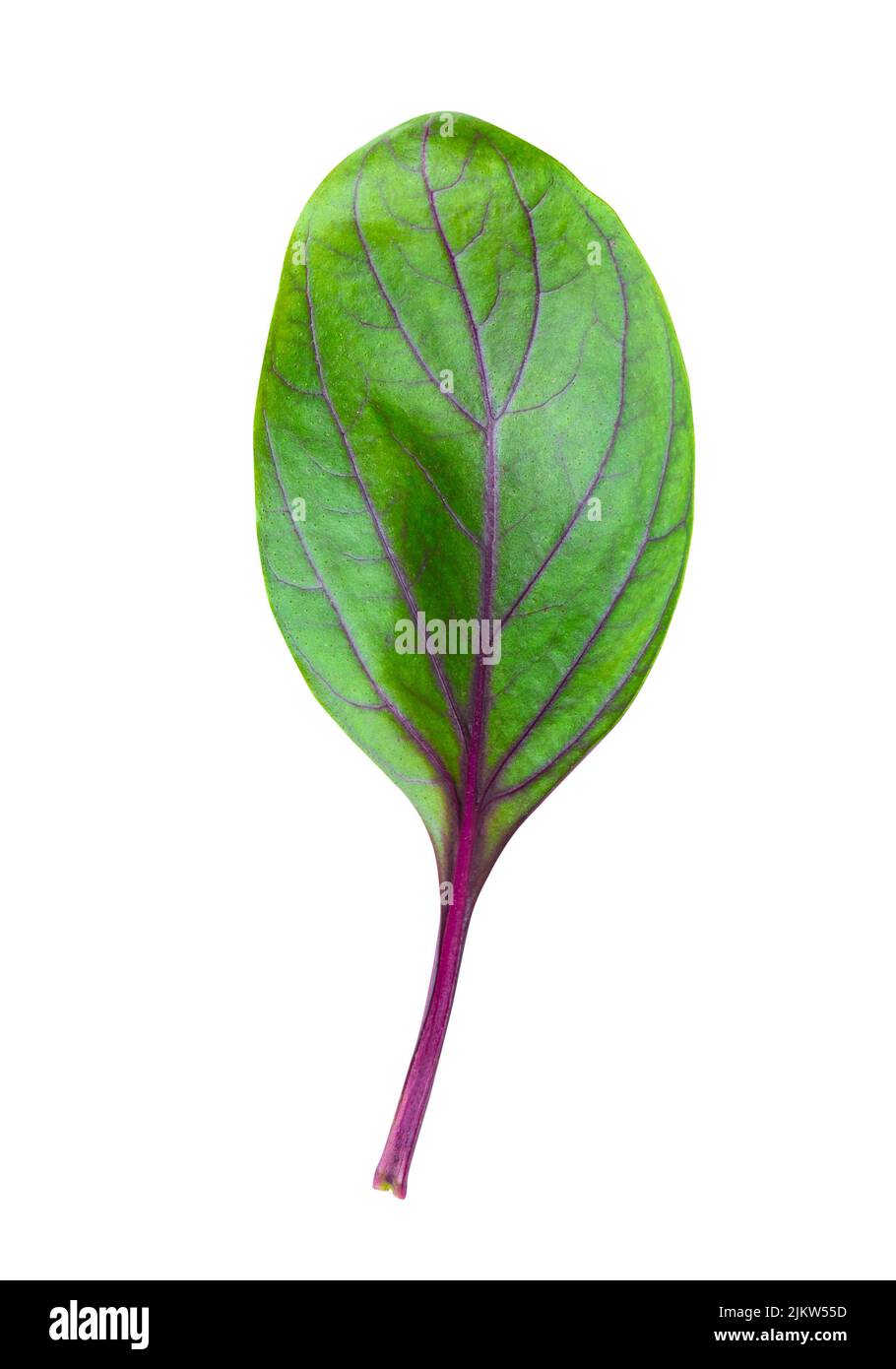 Basil leaf with purple veins, isolated on a white background. A popular
