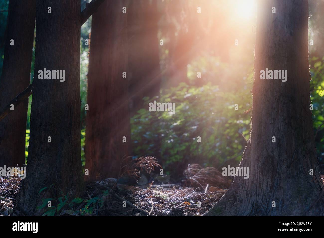 A scenic view of sun rays shining through trees in a forest Stock Photo ...