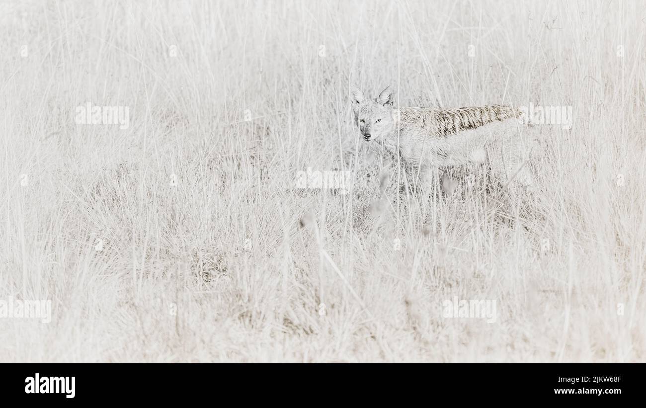 Fine art black and white photo of a Jackal in Africa. Stock Photo