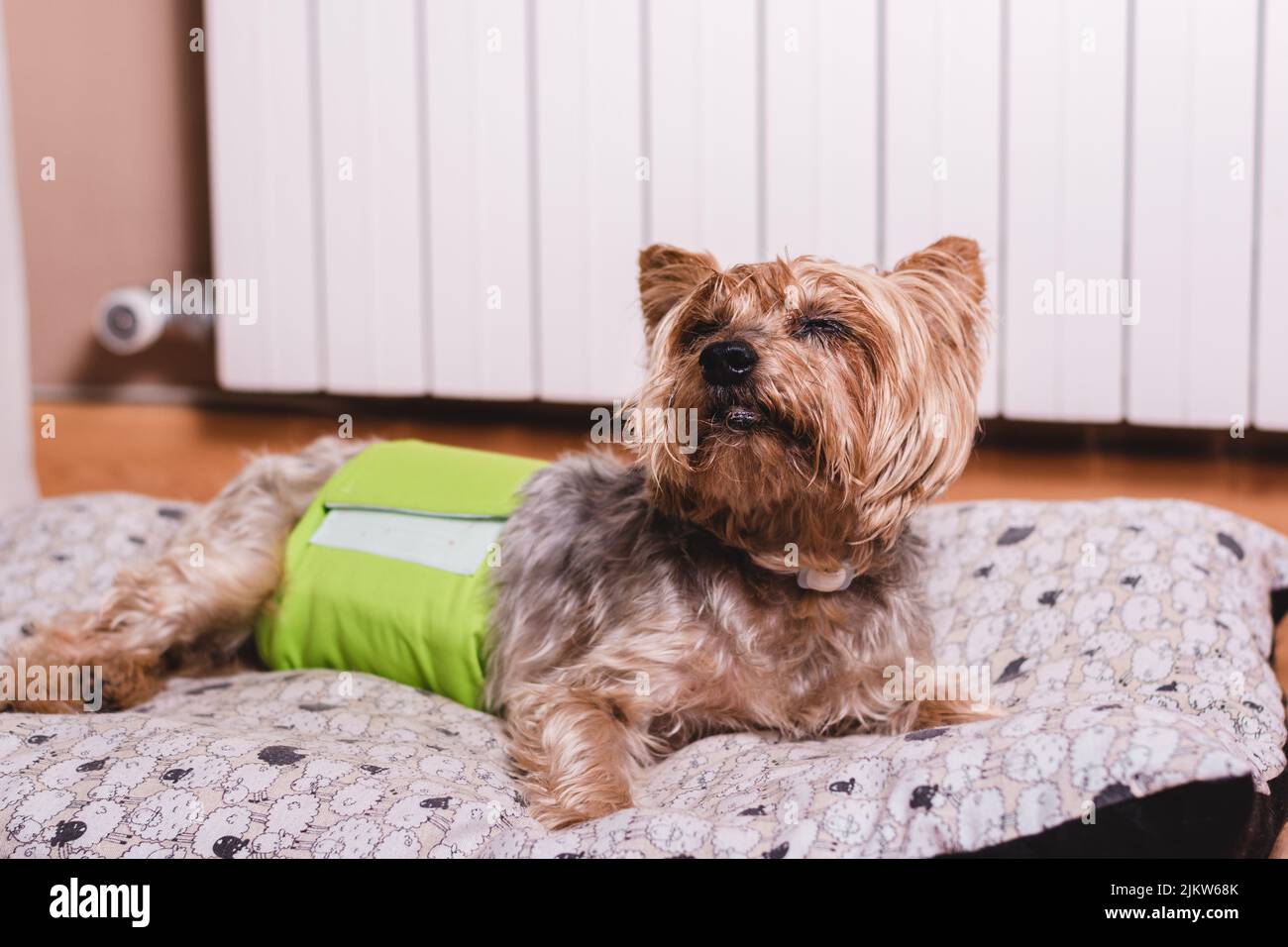 Dog in diaper. Senior Yorkshire terrier lying on his bed and wearing a